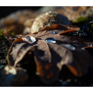 Autumn drops