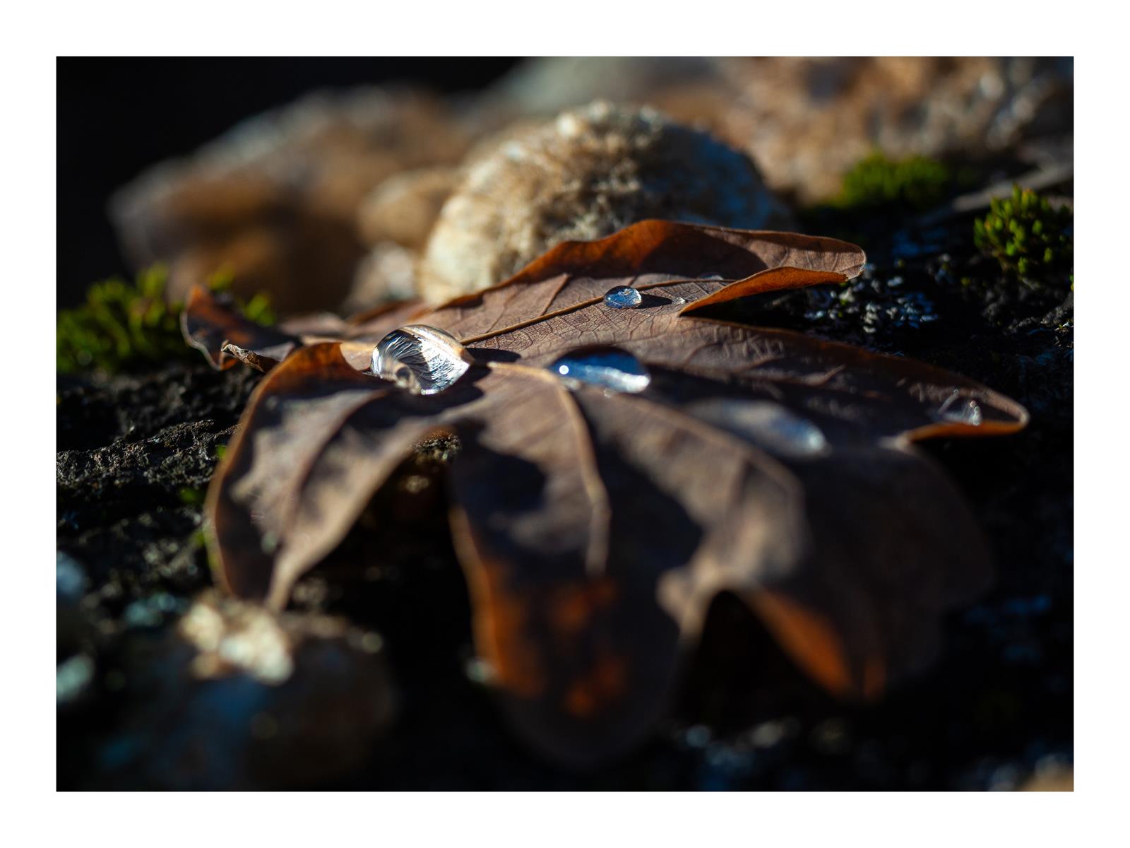 Autumn drops