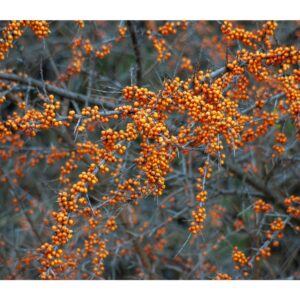 Berries