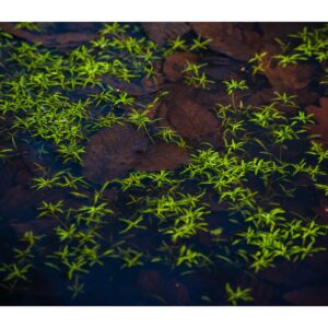 Green Stars