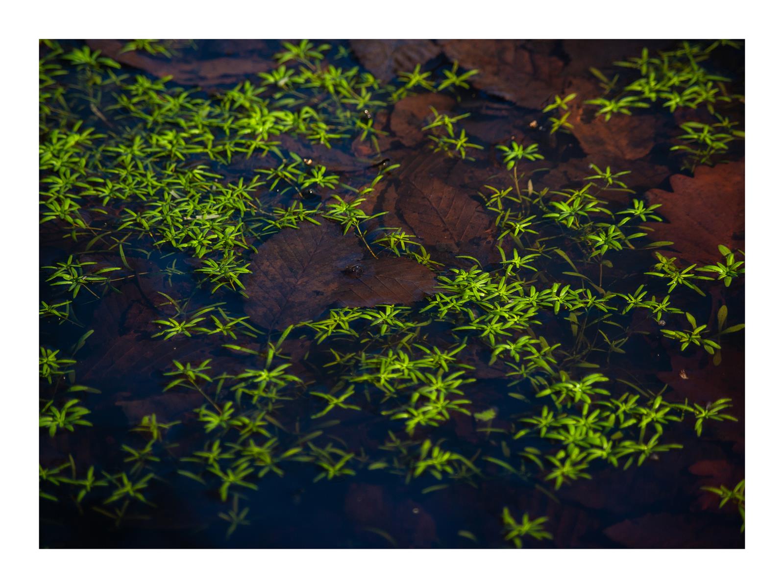 Green Stars